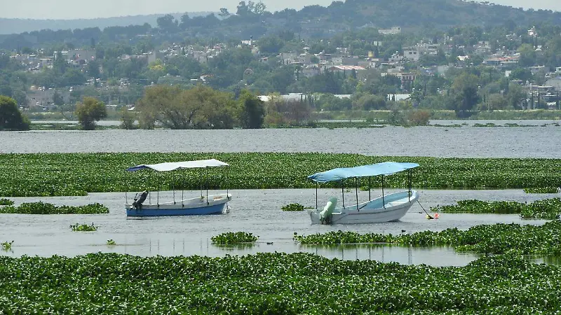Zumpango en alerta: lirio acuático amenaza con destruir la laguna [Fotorreportaje]